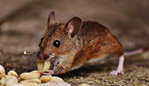 24 Hour & Emergency Exterminators in Windsor Hills, CA